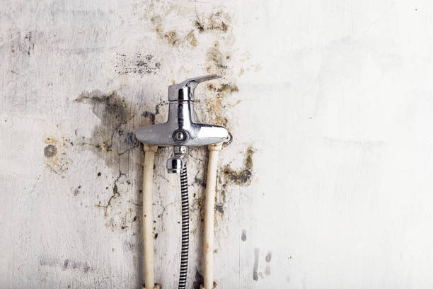 Best Mold Testing and Removal  in Rocky Point, WA