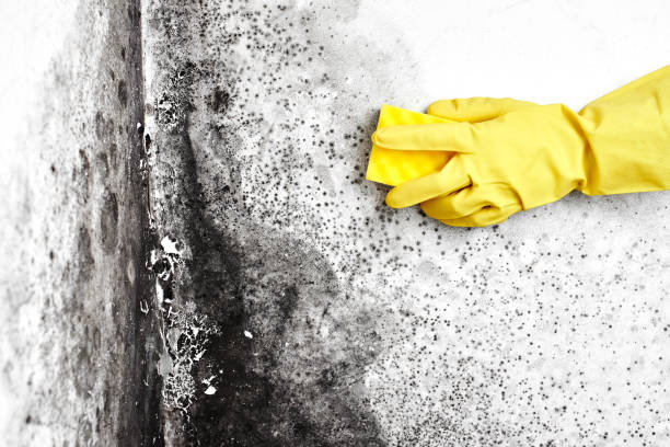 Best Toxic Mold Removal  in Rocky Point, WA