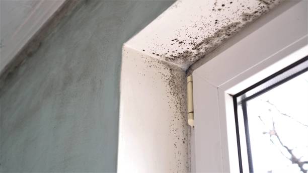 Best Mold Remediation  in Rocky Point, WA