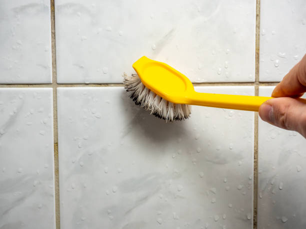 Best Mold Damage Repair  in Rocky Point, WA