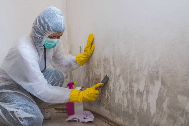 Best Local Mold Removal Service  in Rocky Point, WA