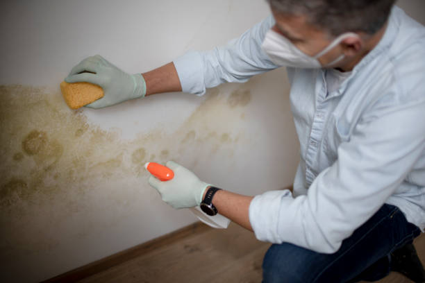 Mold Removal and Inspection in Rocky Point, WA