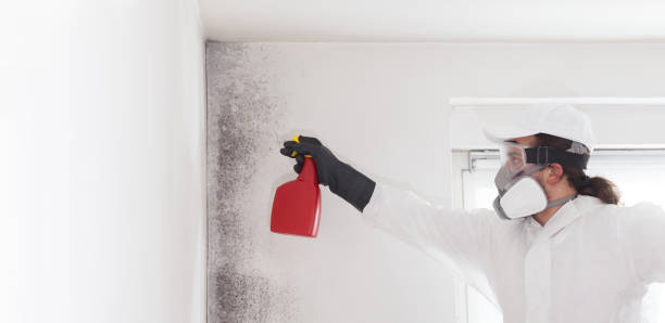 Best Fast Mold Removal  in Rocky Point, WA