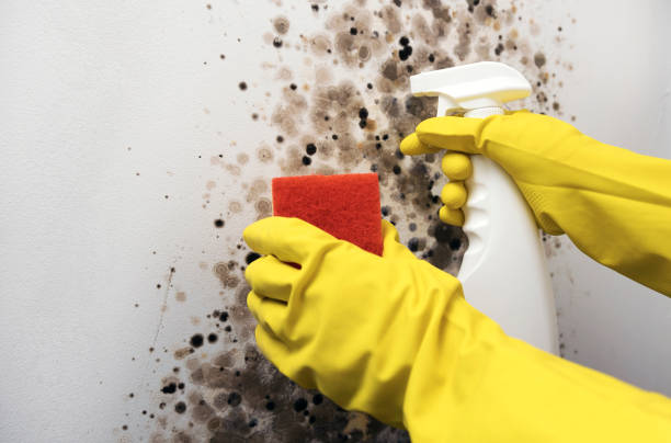 Best Mold Removal and Inspection  in Rocky Point, WA