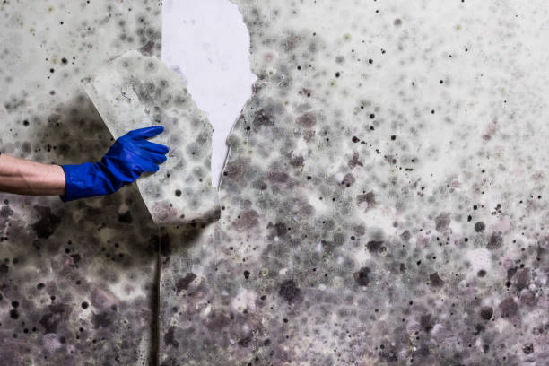 Best Commercial Mold Removal  in Rocky Point, WA