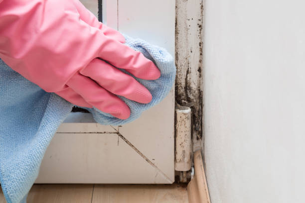 Best Emergency Mold Removal  in Rocky Point, WA