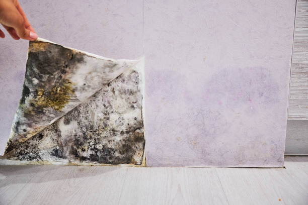 Best Local Mold Removal Service  in Rocky Point, WA